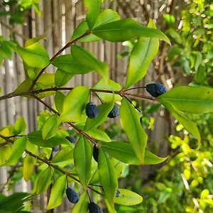 Mirto Blu Appartamento